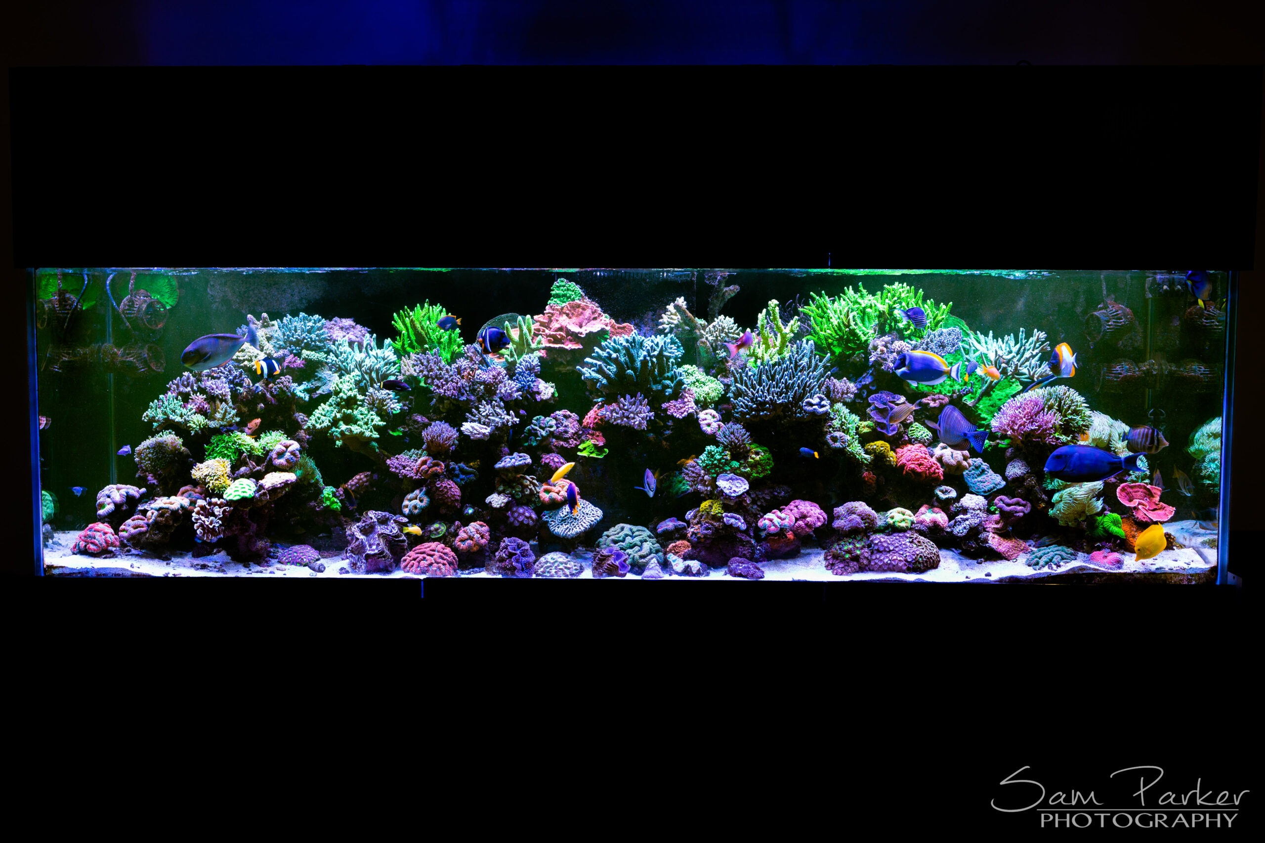 Aquatecture’s reef – Always a work in progress